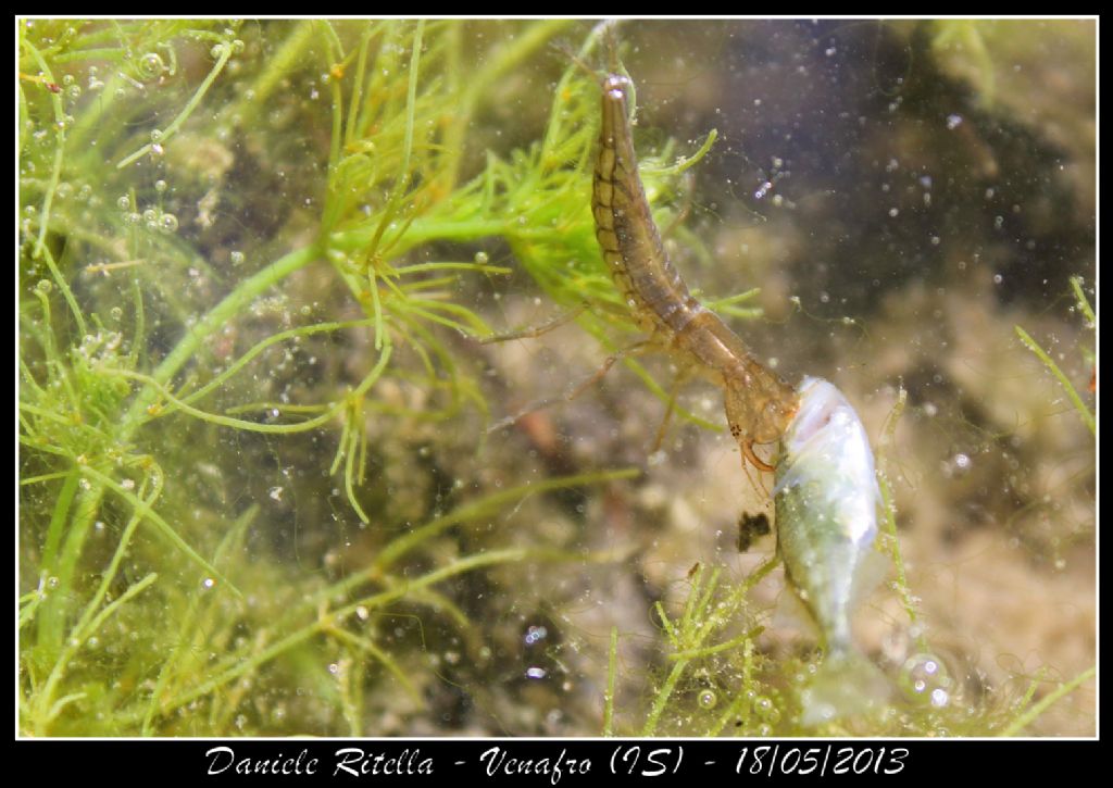 Larva di Dytiscus sp. - Venafro (IS)